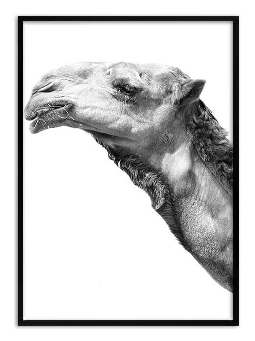 Camel Poster