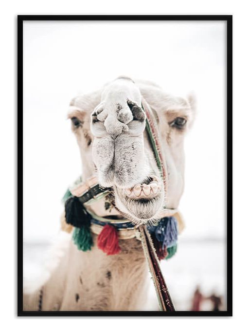 Camel Poster