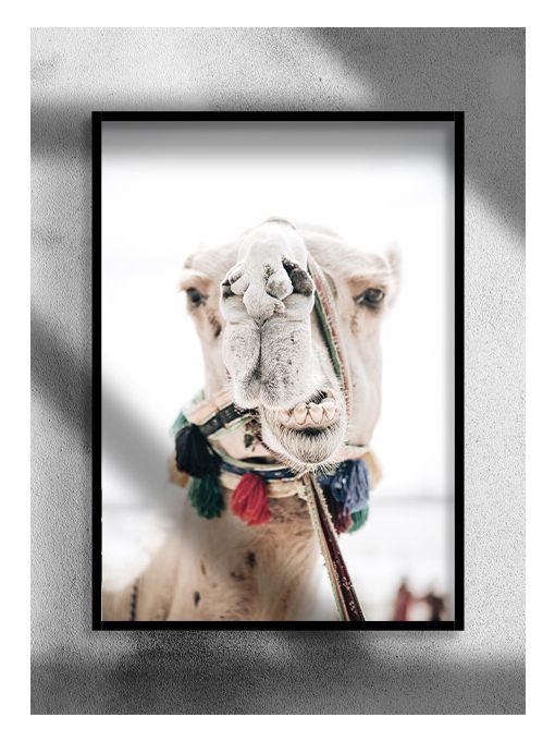 Camel Poster