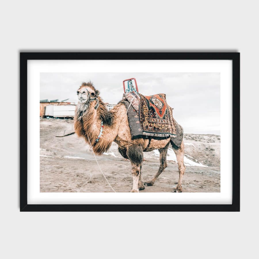 CAMEL POSTER