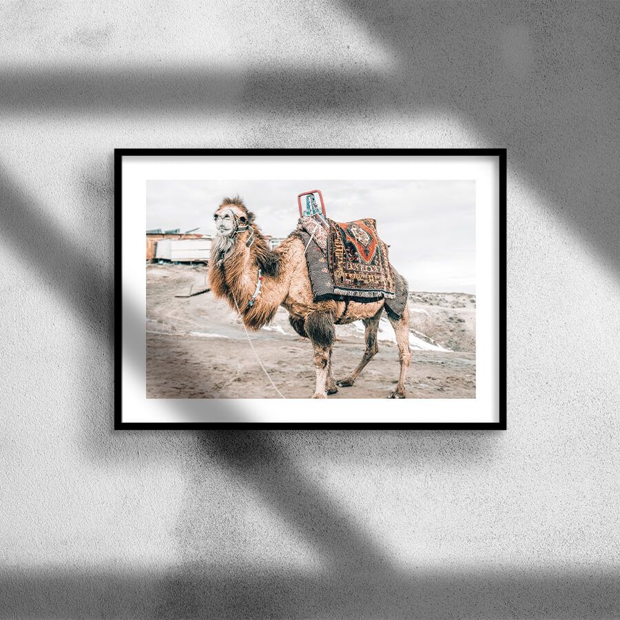 CAMEL POSTER