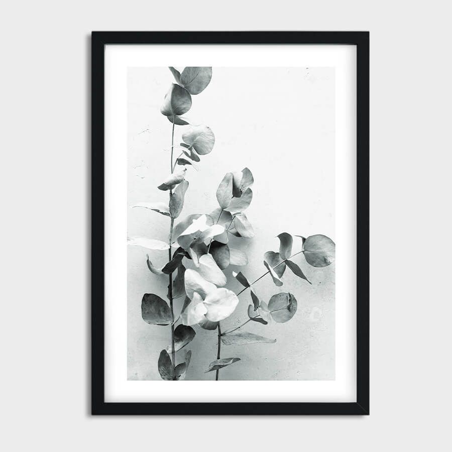 EUCALYPTUS POSTER