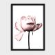 PEONY ROSE POSTER